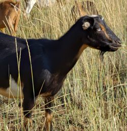 Mini Nubian goats for sale in Colorado